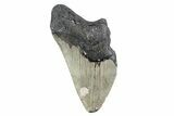 Partial, Fossil Megalodon Tooth - North Carolina #376540-1